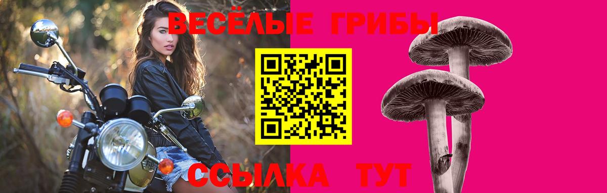 Галлюциногенные грибы Psilocybe Углич